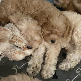 Maltipoo Puppies from Third Coast Maltipoos