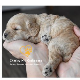 Cockapoo Puppies from Chesley Hill Cockapoos