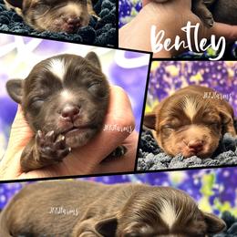 3 Bentley , RTM - Red tri-color male Miniature American Shepherd puppy in Huntington, Texas from JKKJ Farms, LLC