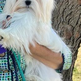 Bella Dolce's Girl 2 - White female Maltese puppy in Phoenix, Arizona from Bella Dolce Maltese
