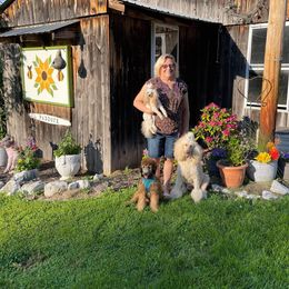 Poodle Puppies from Paddock's Purebred Poodles