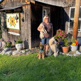 Poodle Puppies from Paddock's Purebred Poodles