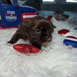 Royce - Liver male Shih Tzu puppy in Seattle, Washington from Shih Tzu’s  ‘N’ Love