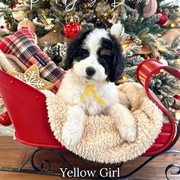 Yellow Girl - Tri-color female Bernedoodle puppy in Rochester, New York from Point Breeze Doodles, LLC