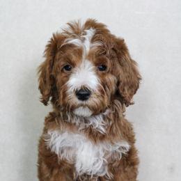 Bashful - Parti male Goldendoodle puppy in Warsaw, Ohio from Lovabledoodles