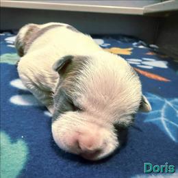 Doris - Blue brindle female American Staffordshire Terrier puppy in Clintwood, Virginia from SkyBlue Kennel