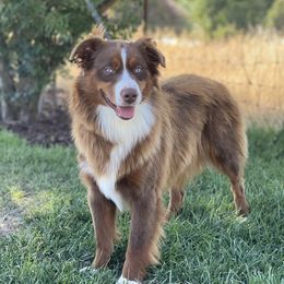 Rebel - Miniature Australian Shepherd