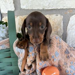 Bruno - Chocolate and tan male Dachshund puppy in Purmela, Texas from FLYING L Dachshund Academy
