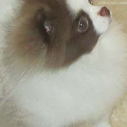 Pomeranians from British Lane