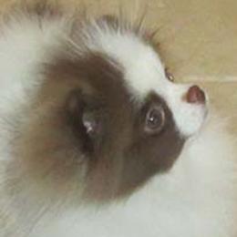 Pomeranians from British Lane