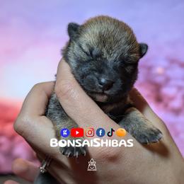 SACHI - Red female Shiba Inu puppy in Minnesota from BonsaiShibas