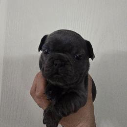 Jade - Blue female French Bulldog puppy in Avondale, Arizona from Montes House of  Frenchies