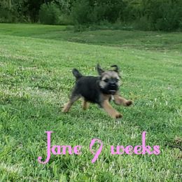 Border Terrier Puppies from Cornerstone Border Terriers