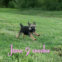 Border Terrier Puppies from Cornerstone Border Terriers