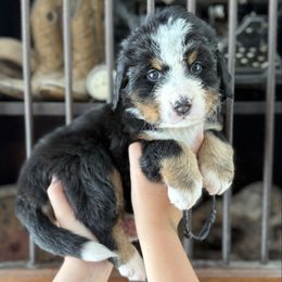 Black collar boy - Black rust and white male Bernese Mountain Dog puppy in Altura, Minnesota from Bluffside Berners
