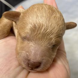 AKC Super tiny Red Toy poodle pup - Red  male Poodle puppy in Niota, Tennessee from Furbaby Blessing AKC Toy Poodles