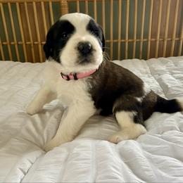 Light Pink female - Red and white female Saint Bernard puppy in Albany, Georgia from Magnolia Saint Bernards