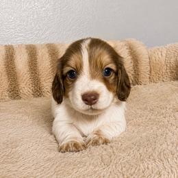Peyton - Piebald female Dachshund puppy in Gold Canyon, Arizona from Silverking Kennels