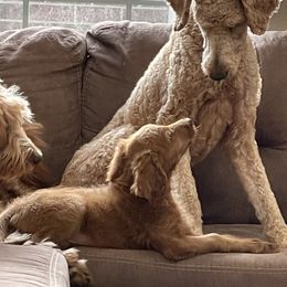 Brodie - Goldendoodle