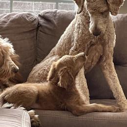 Brodie - Goldendoodle
