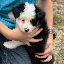 Scottish Terrier and Toy Australian Shepherd Puppies from Pecan Creek
