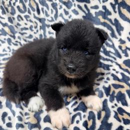 AKC Raven - Agouti and white female Siberian Husky puppy in Centreville, Maryland from Huskies By the Bay