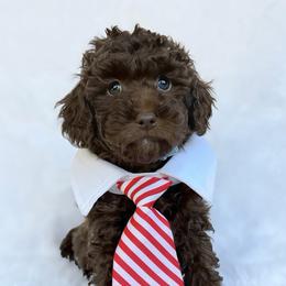 Creed - Chocolate male Goldendoodle puppy in Holly Springs, Georgia from Libby Lou’s Goldendoodles
