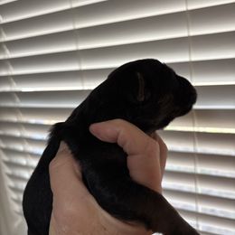 Boy 2 - Black and red male German Shepherd puppy in Dallas, Georgia from Cottonwood Kennel