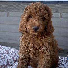 TEDDY - Poodle puppy from Colorado Fields