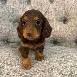 Maple - Chocolate and tan female Dachshund puppy in Fort Gibson, Oklahoma from Cooper’s Dachshunds