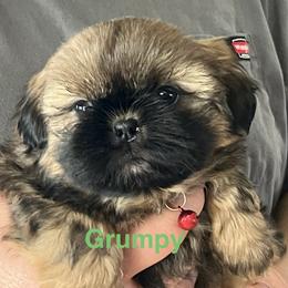 Grumpy - Chocolate and tan male Shih Tzu puppy in Bloomfield, Indiana from Meihem Pups