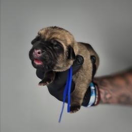 Gideon - Fawn male Cane Corso puppy in Elkhart, Indiana from Martins Almighty Cane Corsos