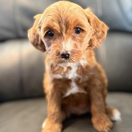 Luna (purple collar) - Apricot female Goldendoodle puppy in Twin Falls, Idaho from Magic Valley Family Doodles