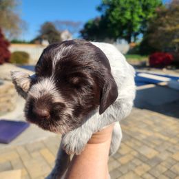 Ivy - White and brown Wirehaired Pointing Griffon puppy in Clear Spring, Maryland from Moonshine's Wirehaired Pointing Griffons