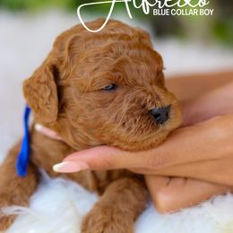 Alfredo - Red male Cavapoo puppy in Miami, Florida from Bailey & Bella Cavapoos