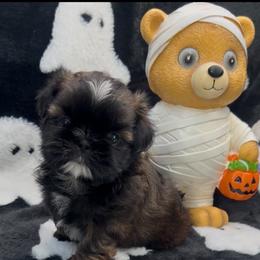 Ike - Red male Shih Tzu puppy in Kingsville, Texas from Altas Palmas Shih Tzu