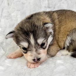 Shelby - Silver female Pomsky puppy in Sheffield, Iowa from Clover Ridge Pomskies