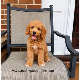 Bo - Apricot male Goldendoodle puppy in Swartz Creek, Michigan from Michigan Doodles