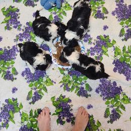 Biewer Terrier and Cavalier King Charles Spaniel Puppies from Woo Hoo Biewers & Inkahoots Cavaliers