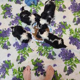 Biewer Terrier and Cavalier King Charles Spaniel Puppies from Woo Hoo Biewers & Inkahoots Cavaliers