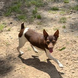 Charlie - Rat Terrier