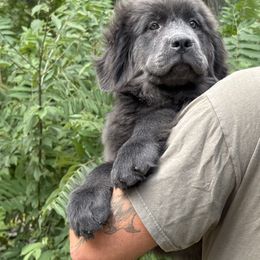 Blue Ivy OFA - Gray female Newfoundland puppy in Falmouth, Michigan from Dyer Lake Newfoundland’s