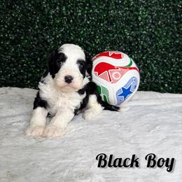 Black Boy - Black and white male Bernedoodle puppy in Modesto, California from Two Doods Doodles