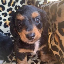 Dachshunds from Short Legged Miniature Dachshunds