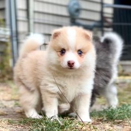 Fritz - Merle male Pomsky puppy in Michigan from Blue Water Pomskies