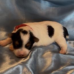 Rhett - Parti male Yorkshire Terrier puppy in Wagoner, Oklahoma from Rosenthal Yorkies