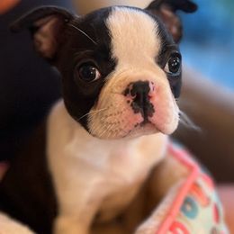 Boston Terrier Puppies from Bethelbreeders