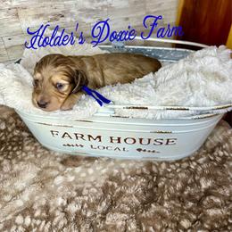Louie-2000 - Cream male Dachshund puppy in Atwood, Oklahoma from Holder’s Doxie Farm