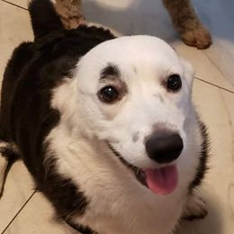 Tea - Cardigan Welsh Corgi
