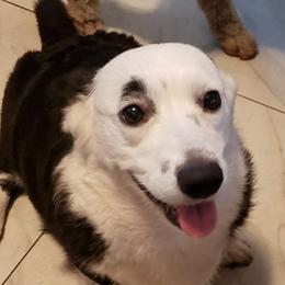 Tea - Cardigan Welsh Corgi
